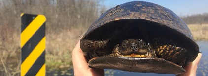 turt